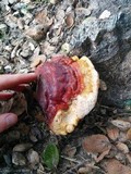 Ganoderma polychromum image