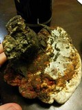 Ganoderma polychromum image