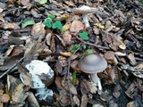 Amanita pachycolea image
