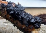 Exidia nigricans image