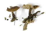Gymnopus nivalis image