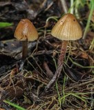 Psilocybe pelliculosa image