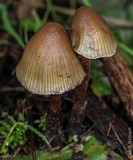 Psilocybe pelliculosa image
