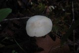 Hygrocybe russocoriacea image