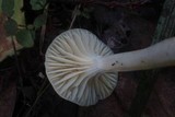 Hygrocybe russocoriacea image