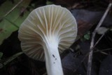 Hygrocybe russocoriacea image
