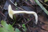Hygrocybe russocoriacea image