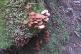 Psathyrella piluliformis image