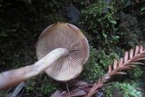 Psathyrella piluliformis image
