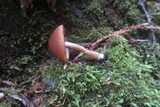 Psathyrella piluliformis image