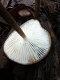Oudemansiella bispora image