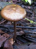 Oudemansiella bispora image