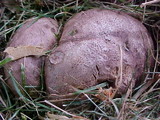 Scleroderma areolatum image