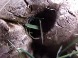 Scleroderma areolatum image