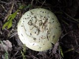 Amanita citrina var. citrina image
