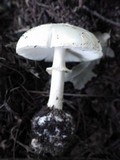 Amanita citrina var. citrina image