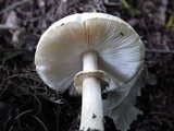 Amanita citrina var. citrina image