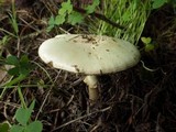 Amanita citrina var. citrina image