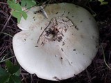 Amanita citrina var. citrina image