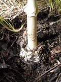 Amanita citrina var. citrina image