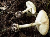 Amanita citrina var. citrina image