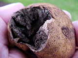 Scleroderma areolatum image