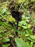 Helvella atra image