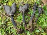 Helvella atra image