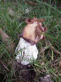 Helvella crispa image