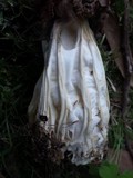 Helvella crispa image