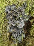 Leptogium cochleatum image