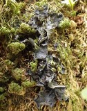 Leptogium cochleatum image
