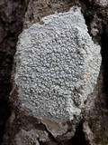 Varicellaria velata image