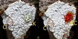 Varicellaria velata image