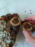 Ganoderma polychromum image