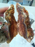 Ganoderma polychromum image