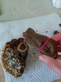 Ganoderma polychromum image