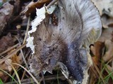 Tricholoma portentosum image