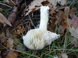 Tricholoma portentosum image