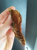 Ganoderma polychromum image