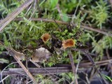 Pustularia patavina image