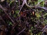 Pustularia patavina image