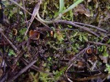Pustularia patavina image
