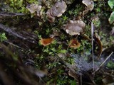 Pustularia patavina image