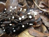 Strobilurus conigenoides image