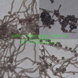 Disciseda bovista image