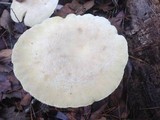 Lentinus levis image