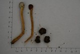 Tolypocladium longisegmentatum image