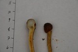 Tolypocladium longisegmentatum image