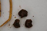 Tolypocladium longisegmentatum image